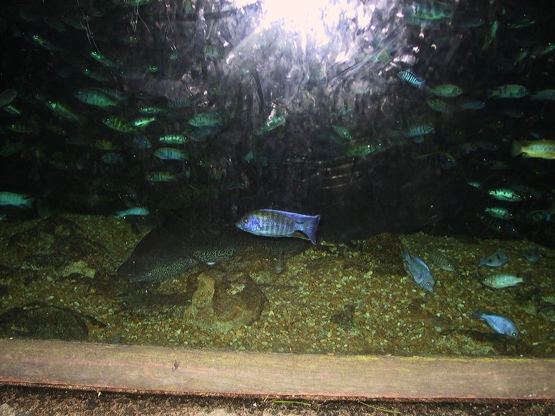 fish_ciclids.jpg